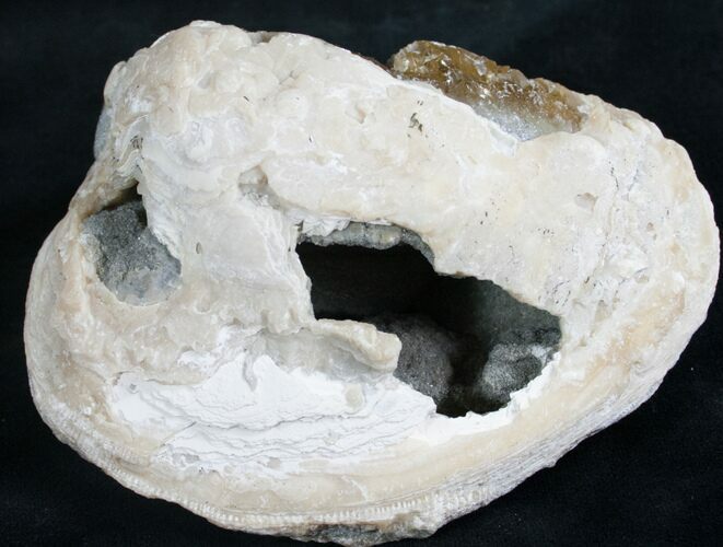 Crystal Filled Fossil Clam - Rucks Pit, FL #7862